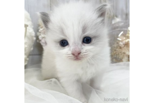 成約済の大阪府のラグドール-48163の11枚目